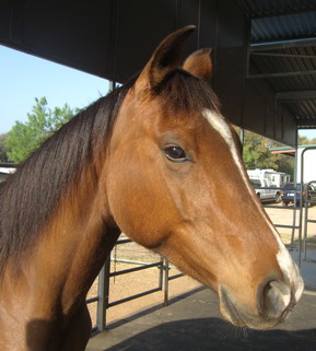 Shamrock after he was rehabilitated.